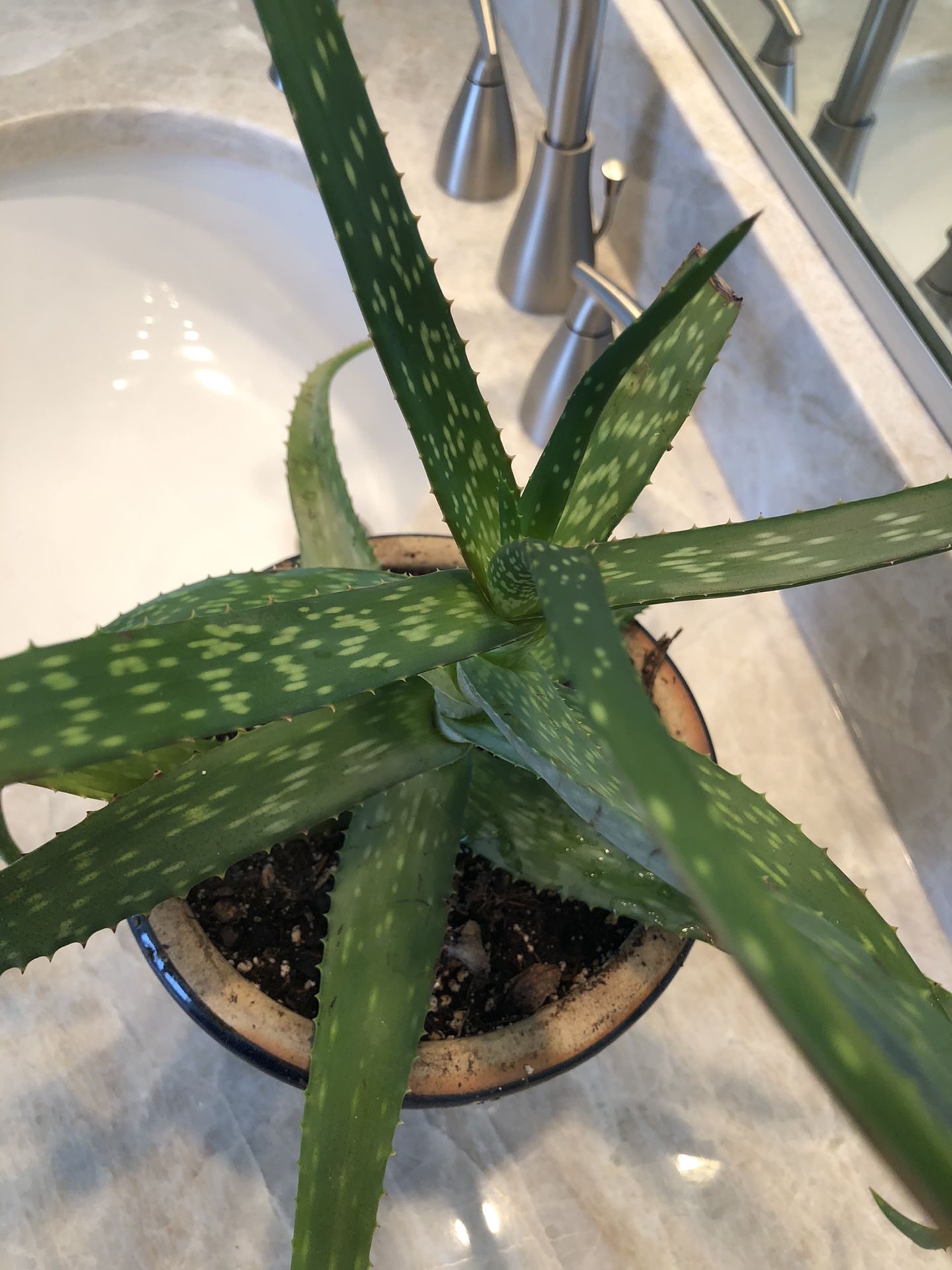Aloe Plant In A Ceramic Pot