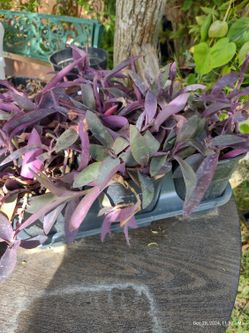 Purple Heart Plants