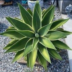 Agave Attenuata Ray Of Light Soft Leaves w/Pot