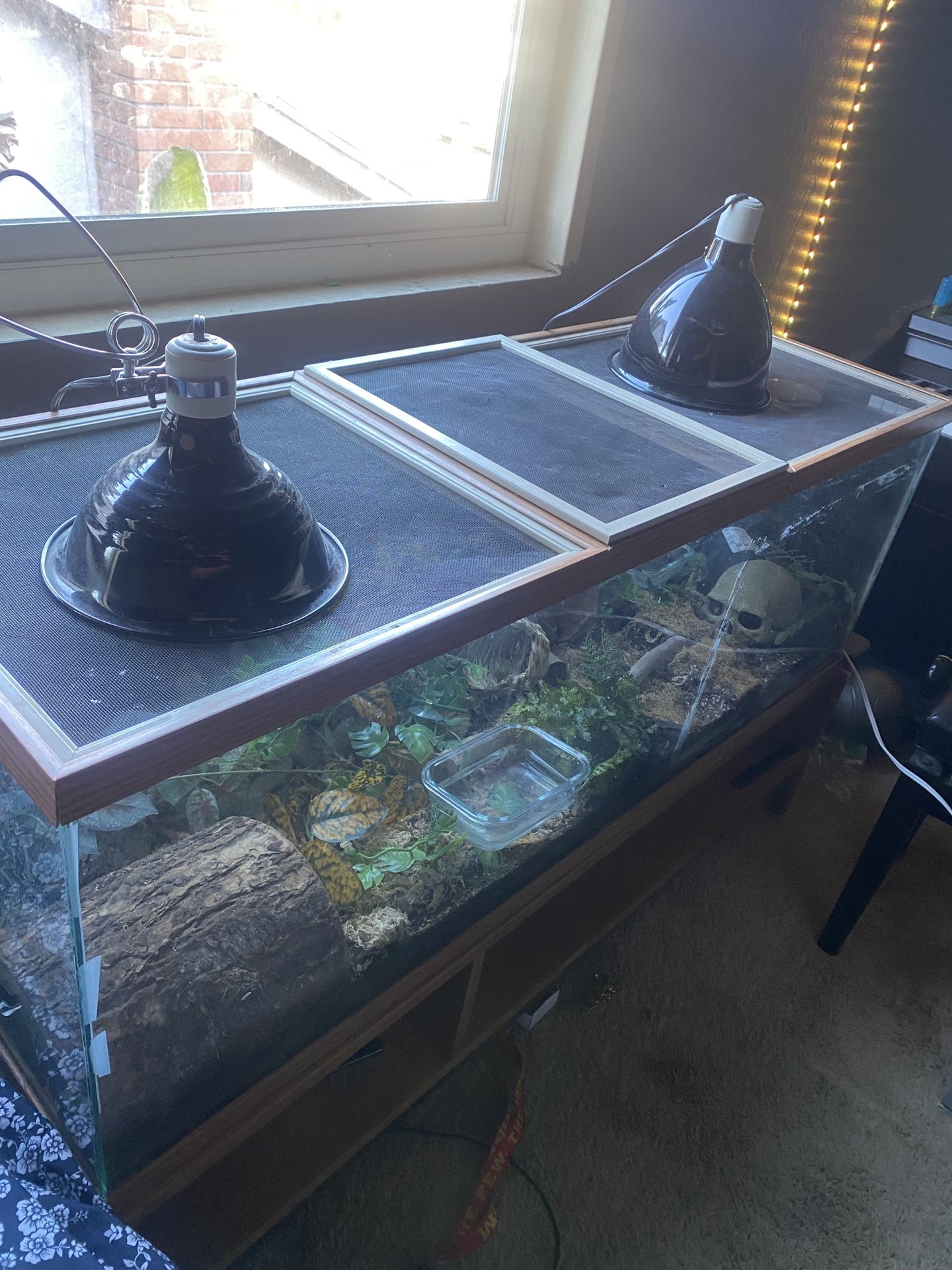 Snake tank
