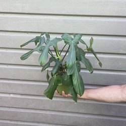 6” horse head philodendron
