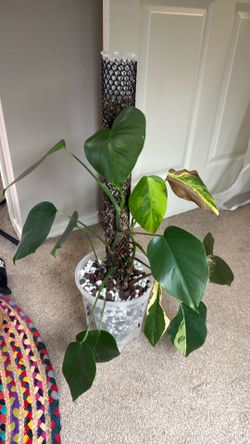 Monstera aurea