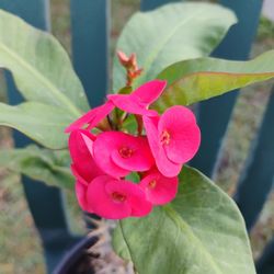 Crown Of Thorns Corona De Espinas Plant 