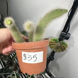 Monkey Tail Cactus- Well rooted