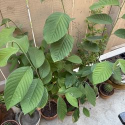 Healthy Chirimoyas  36 Inches High 