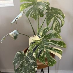 Established Monstera Thai Constellation High Variegation