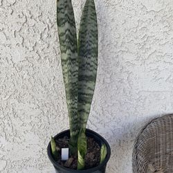 1.5 Gallon Pot of Live Snake Plant - Sansevieria Laurentii - Mother in Law’s Tongue - Great for Landscaping - Indoor Outdoor Plant - 🪴