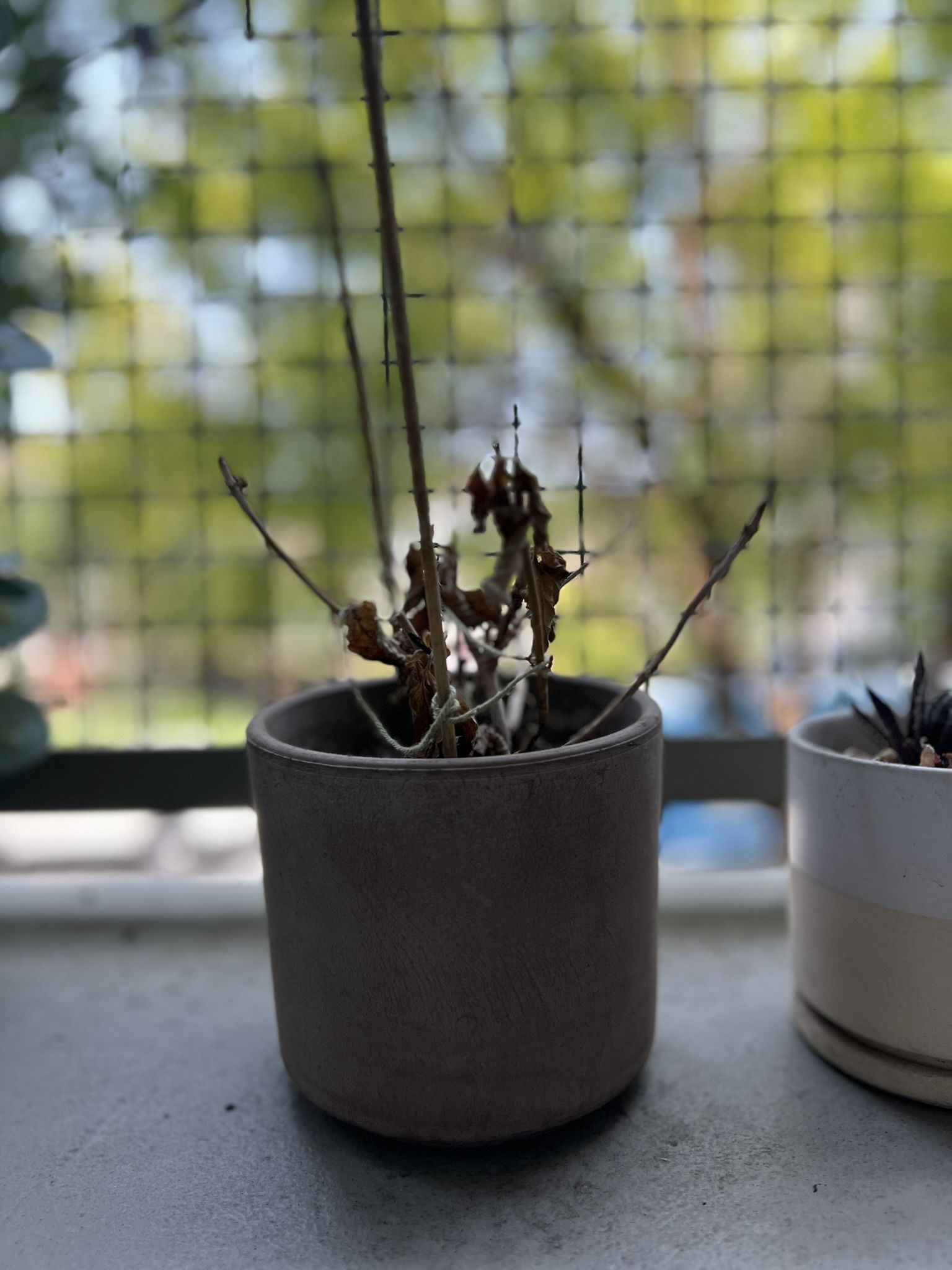 Plant Pots