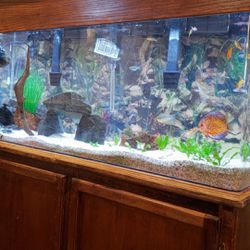 55gal plexiglas fish tank W/extras