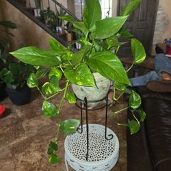 Pothos In Pot With Stand
