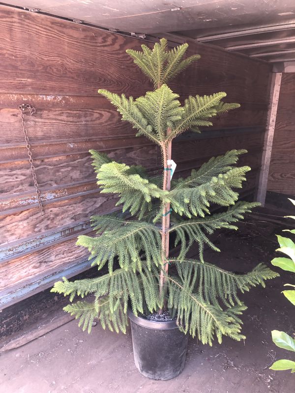 Star pine, pine tree for Sale in Riverside, CA - OfferUp
