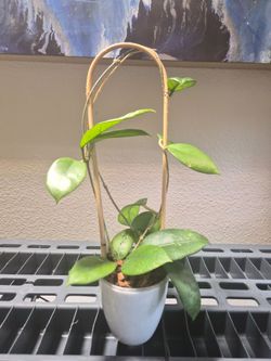 Hoya Doi Tung