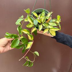 6” hoya exotica tricolor