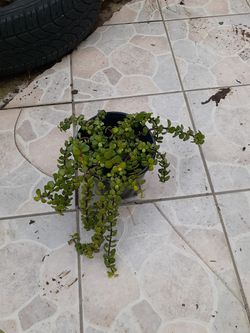 planta