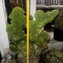 Trichocereus pachanoi f. cristata TPM SAN PEDRO