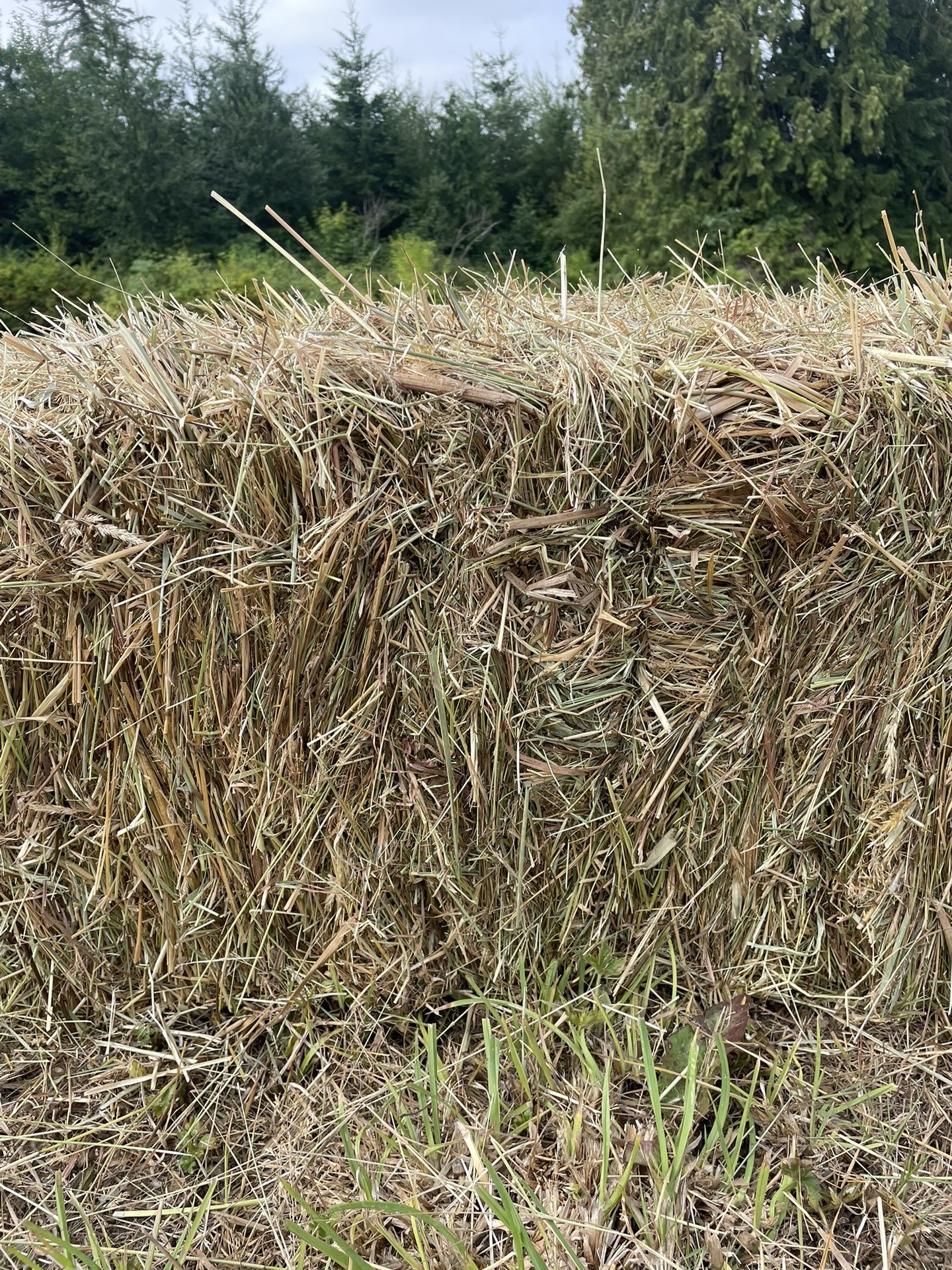 Local Grass (hay)