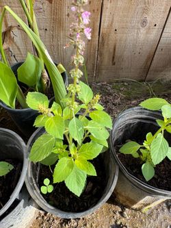 Tulsi ( the holy basil)