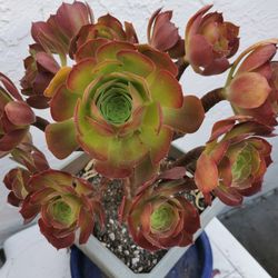 Buy 2 get 1 Free❤Gorgeous large tree roses succulent 6/7 yrs old aeomium