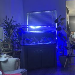 Motivated To Sell - Fish Tank