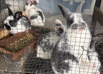 Baby Buny