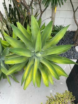Free Large Foxtail Agave must read details