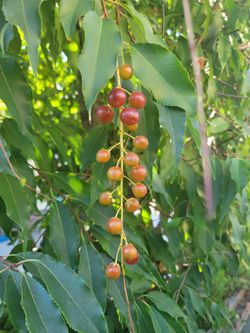 Mexican cherry, loquat, and guava seedlings (Potted and Rooted)
