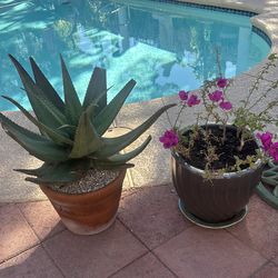 Large plants in assorted pots