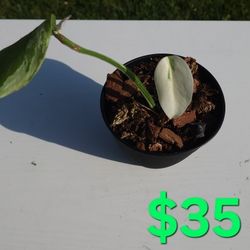 Variegated Albo Monstera