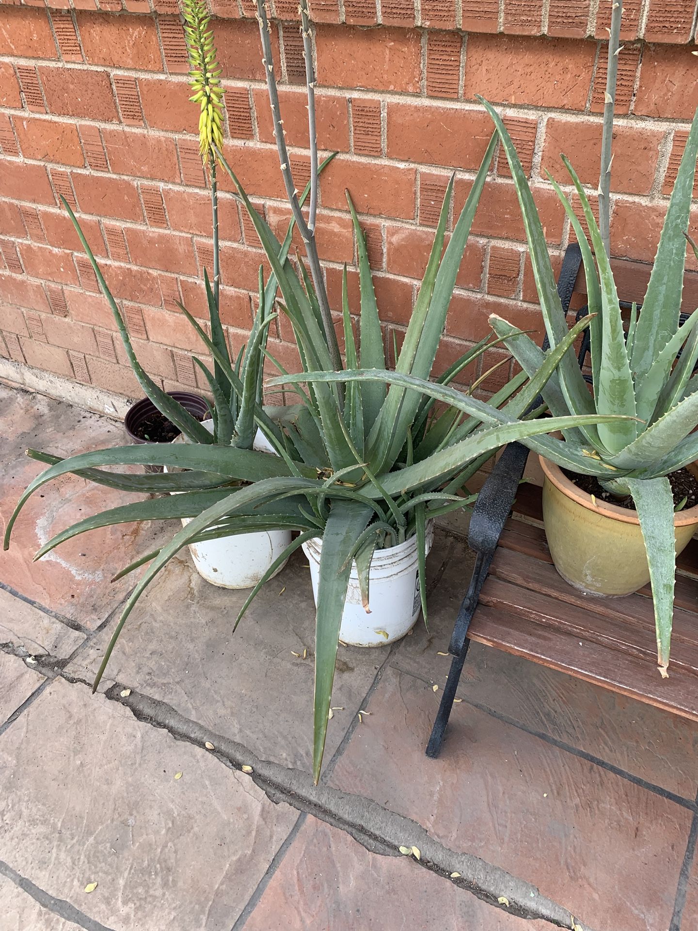Huge Blowout Sale Clearance On All Plants