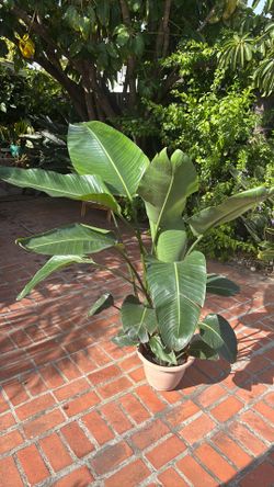 Bird of Paradise plant 10” pot