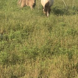 Mini Horse