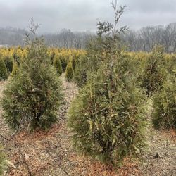 Green Giant And Golden Arborvitae 