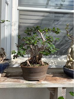 Ficus bonsai