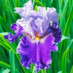 Purple Brarded Irises