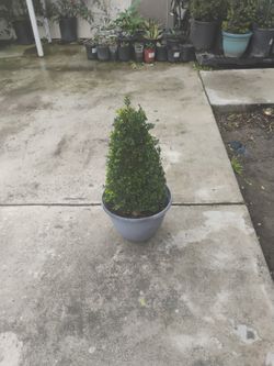 Buxus Green Beauty Cone 