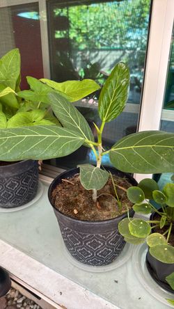 Ficus benghalensis tree