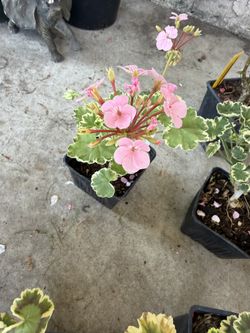 Beautiful Rare Geranium Plant, In 6 Inch Pot Pick Up Only