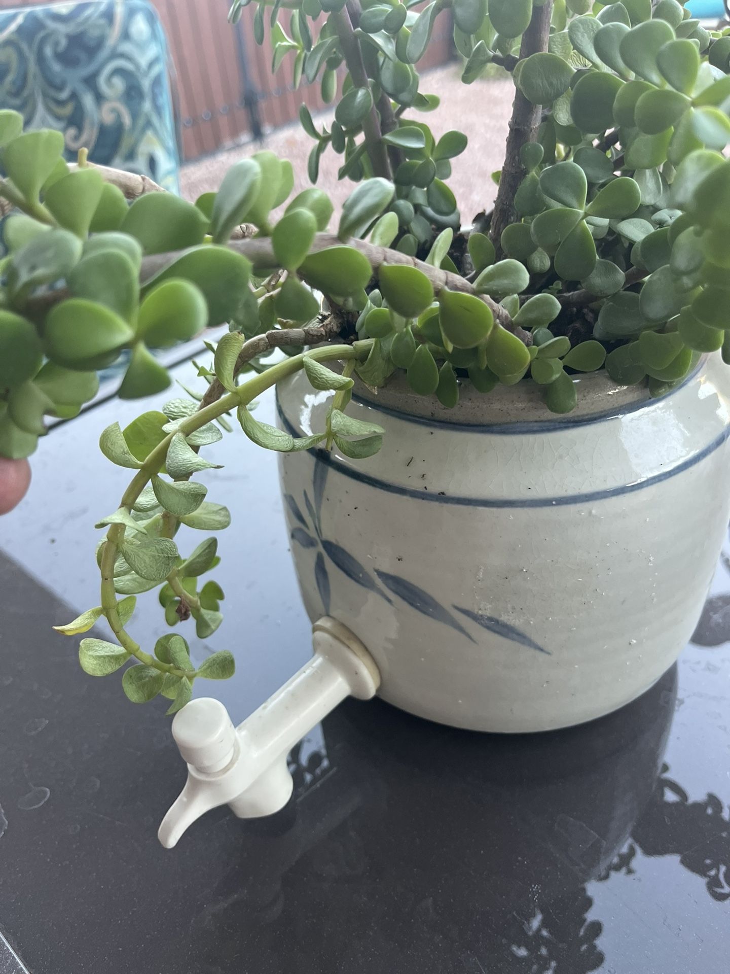 Lovely Ceramic Pot With Elephant Food Plant $20 Mesa