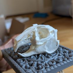 Rabbit Skulls & Rooster Hips, Taxidermy 