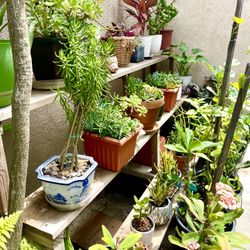 Fresh potted plants succulents cactus organic soil ceramic starting at $9!