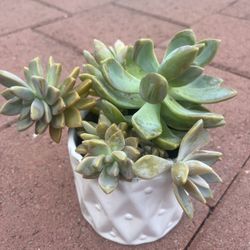 Homegrown Beautiful Assortment Succulents In White Ceramic Pot