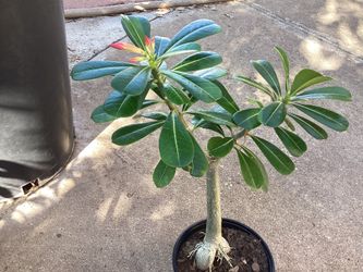 Desert Rose Adineam Plant 