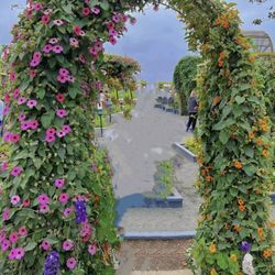 Orange Flower Vine Plant 