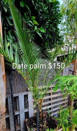Date Palm