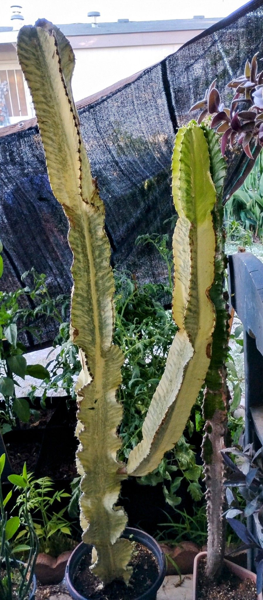 Variegated African Candelabra - Euphorbia ammak variegata