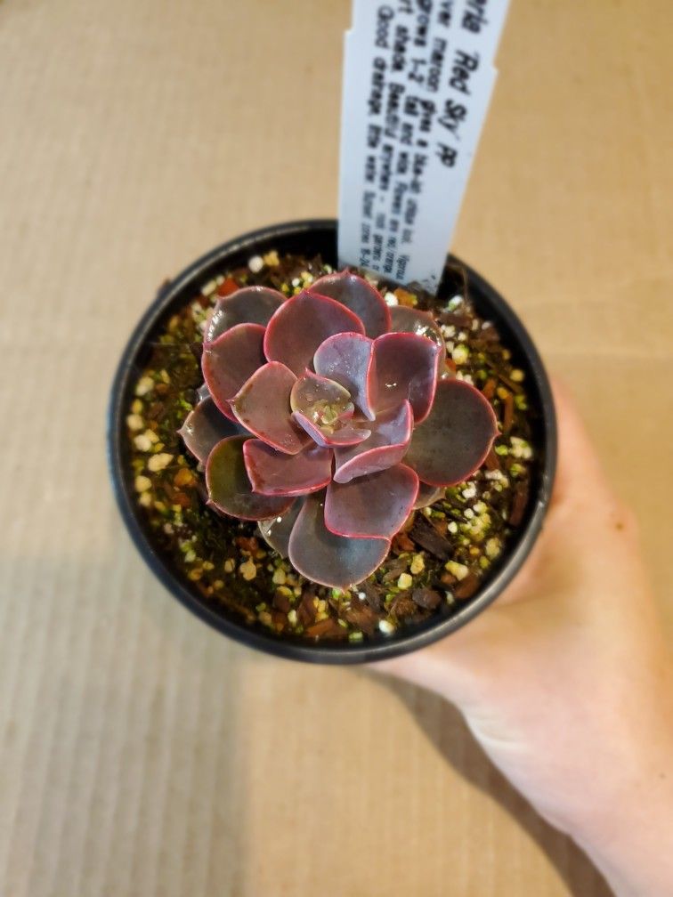 Echeveria Red Sky - Succulent 4"