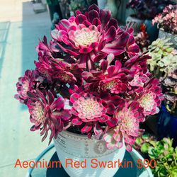 Rare Imported Aeonium Korean Succulents