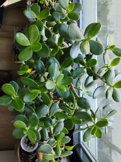 Jade Plant (Yes, It's Available)