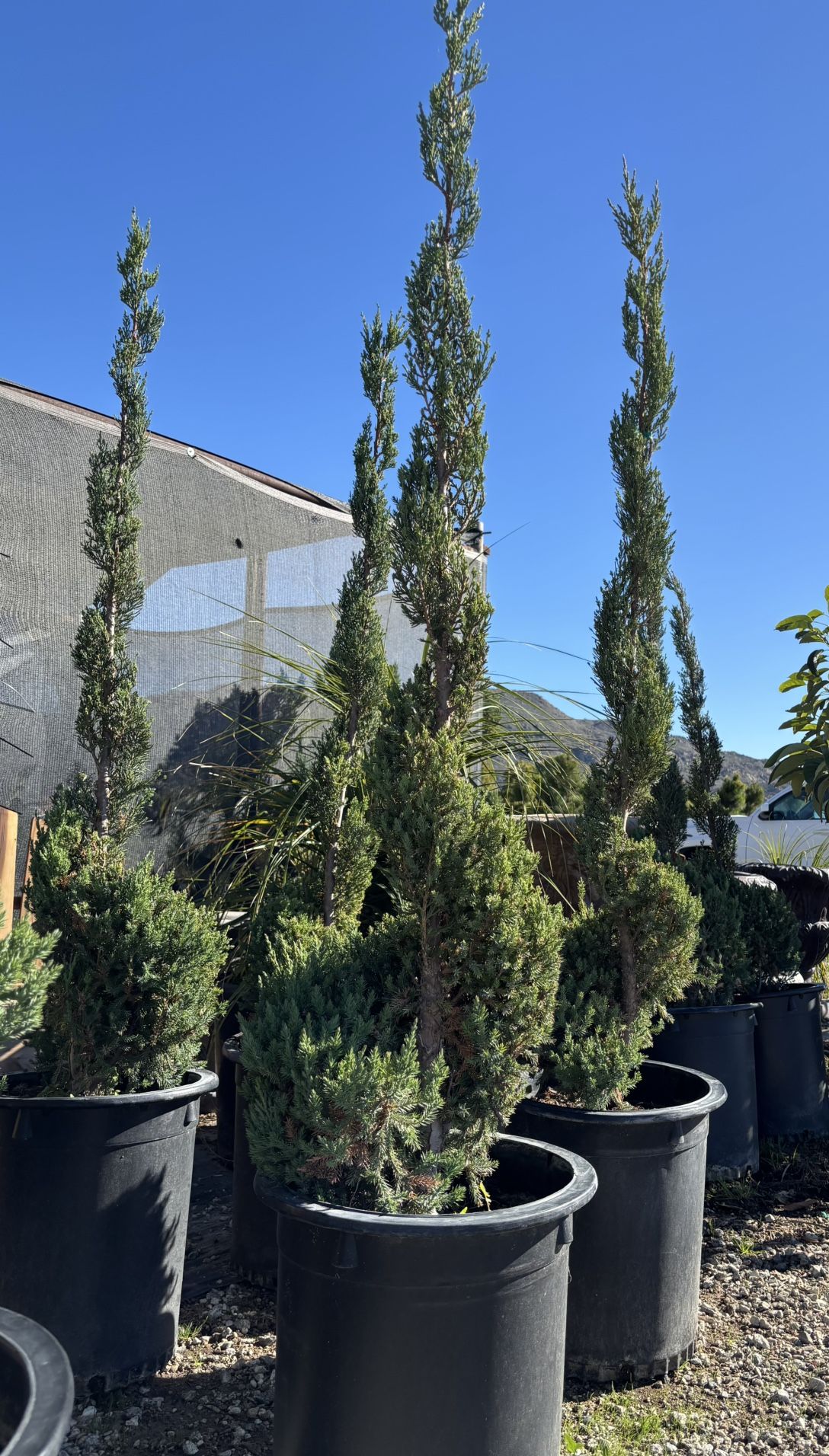 SPIRAL JUNIPER PLANTS ON SALE