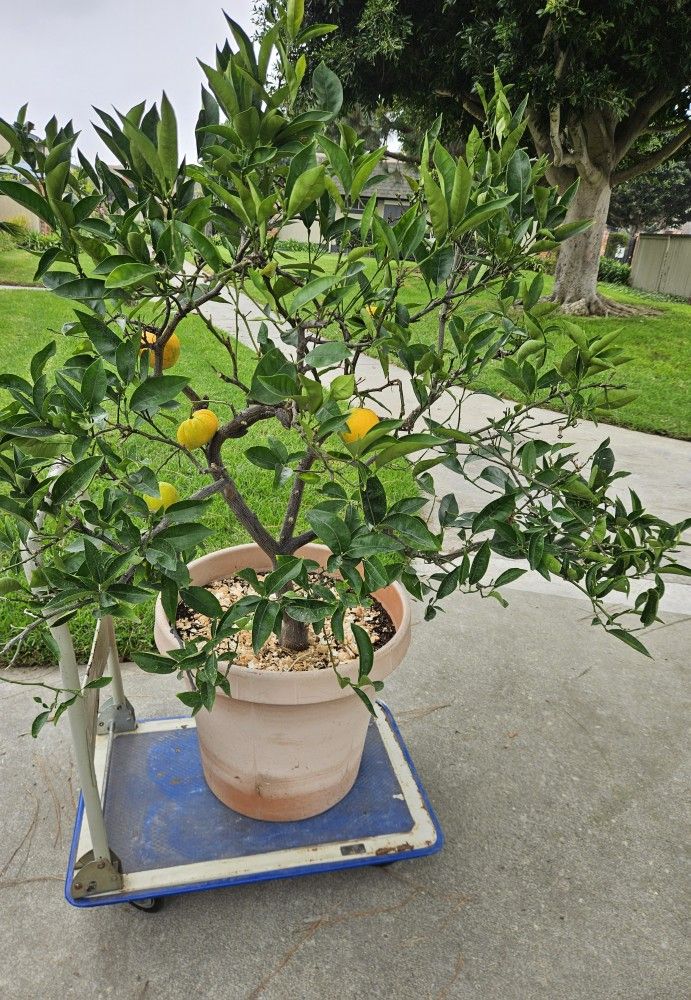 5ft Seedless Sweet Orange Fruit Bonsai Tree w/ Large Pot